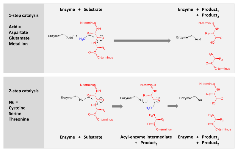 ملف:Protease mechanism summary.svg