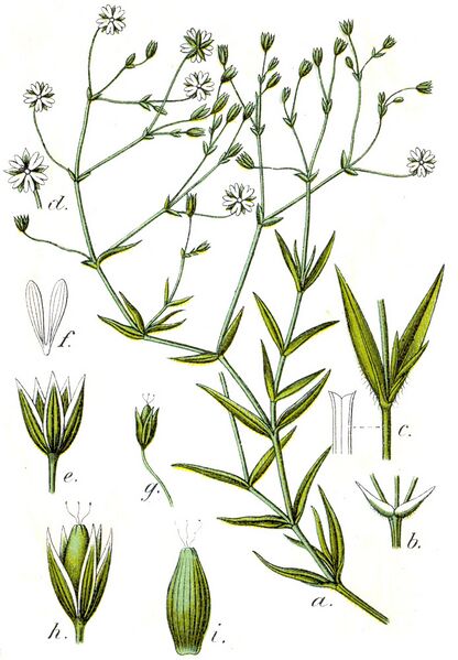 ملف:Stellaria graminea Sturm7.jpg