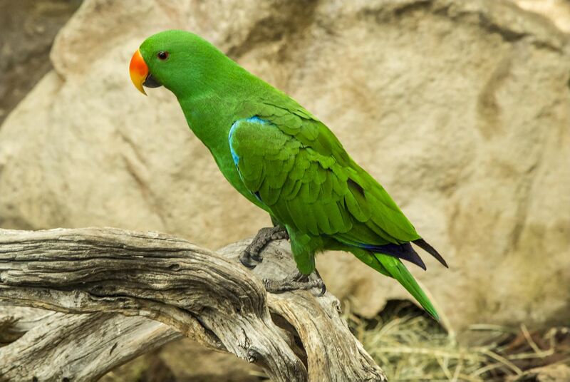 ملف:Cairns Eclectus Parrot-1 (23401272322).jpg