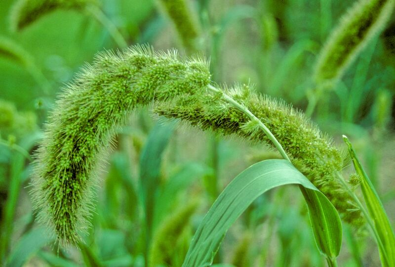ملف:Foxtailmillet.jpg