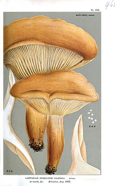 ملف:Lactarius volemus-Cooke.jpg