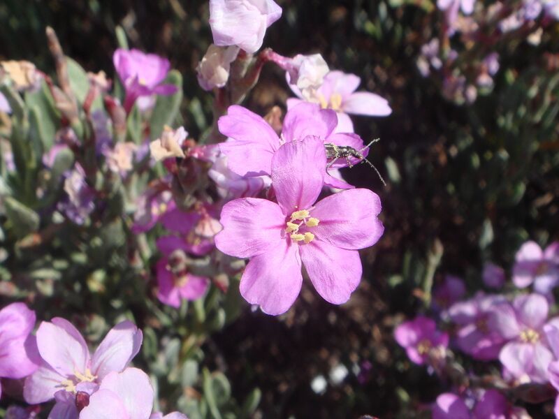 ملف:Limoniastrum monopetalum 1.JPG