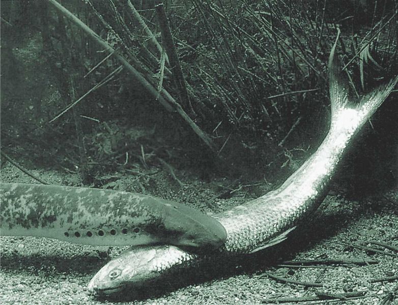 ملف:Petromyzon marinus.jpg