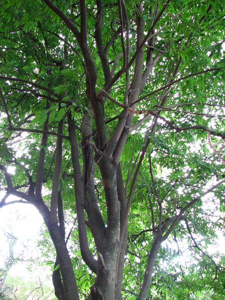 ملف:Rollinia emarginata.jpg