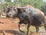 Tiger Temple Water Buffalo.jpg