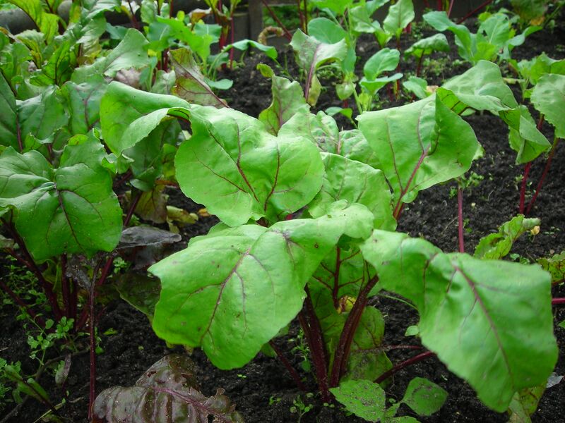 ملف:Beta vulgaris.JPG