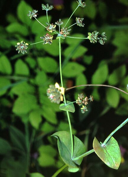 ملف:Bupleurum longifolium2 eF.jpg