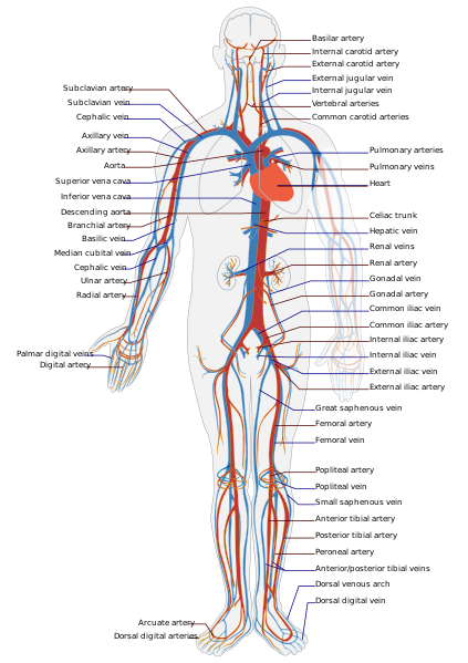 ملف:Circulatory System en.svg