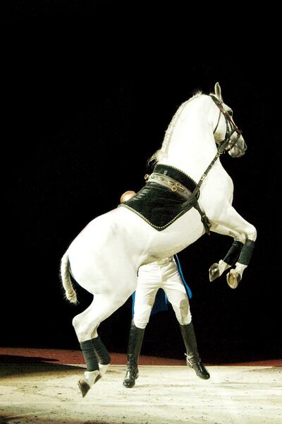 ملف:Lipizzaner Stallion.jpg