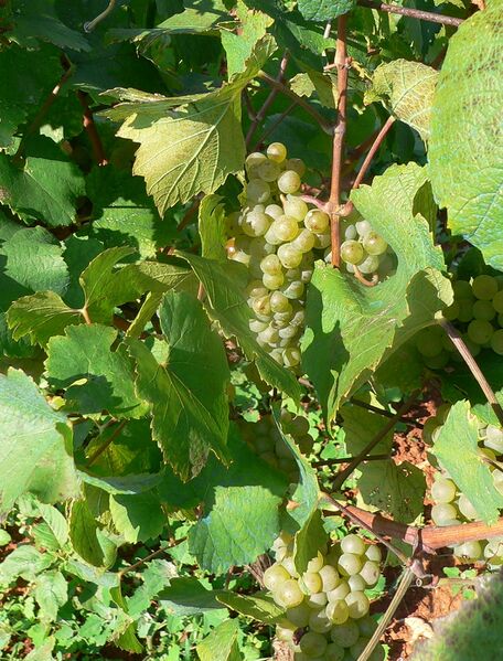 ملف:Malvasia grapes.JPG