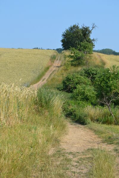 ملف:Obstbaumallee Münchehofe 2.JPG