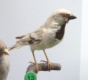 صورة معبرة عن الموضوع دوري صحراوي