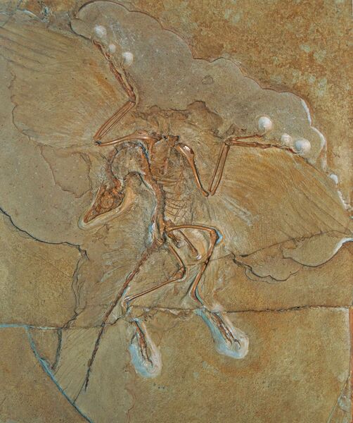 ملف:Berlin Archaeopteryx.jpg