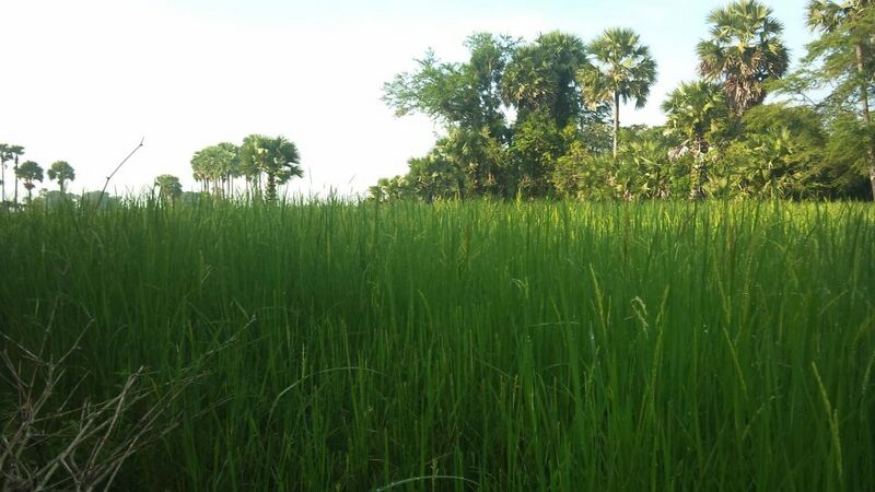 ملف:Countryside of Cambodia.jpg