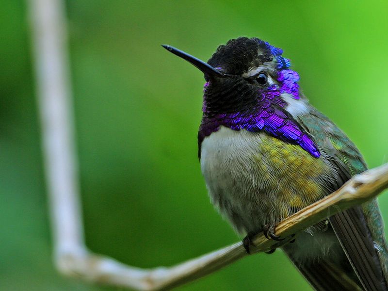 ملف:Hummingbird.jpg