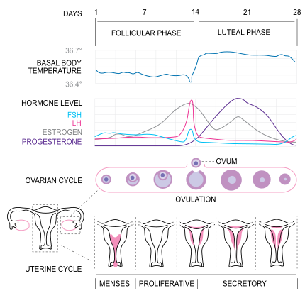 ملف:MenstrualCycle2 en.svg
