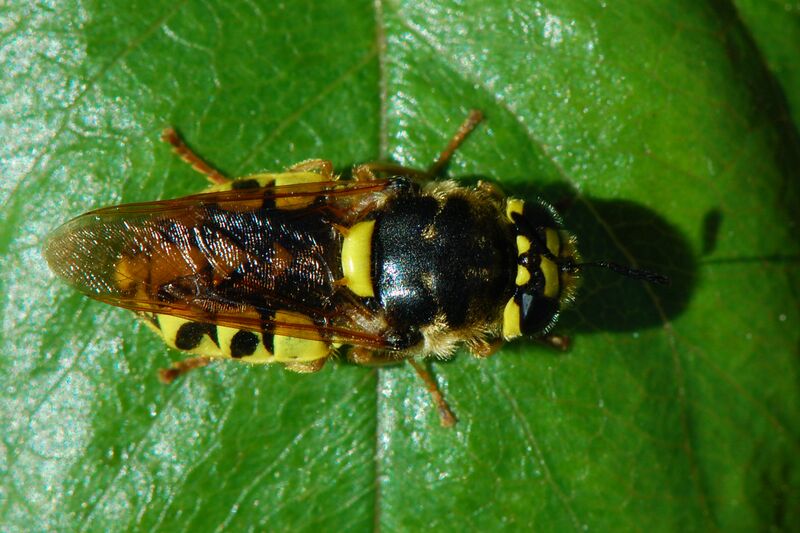 ملف:Stratiomys maculosa-Female-1.jpg