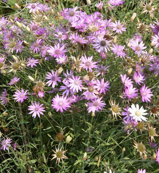 ملف:Xeranthemum annuum 02.jpg