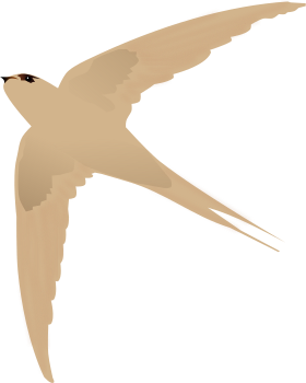 صورة معبرة عن الموضوع سمامة النخيل اسيوية