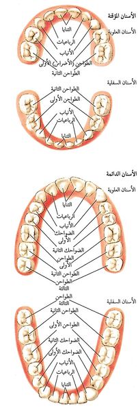 ملف:Kindoftoothpic1.jpg