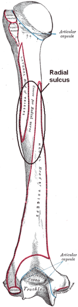 ملف:Radial sulcus.png