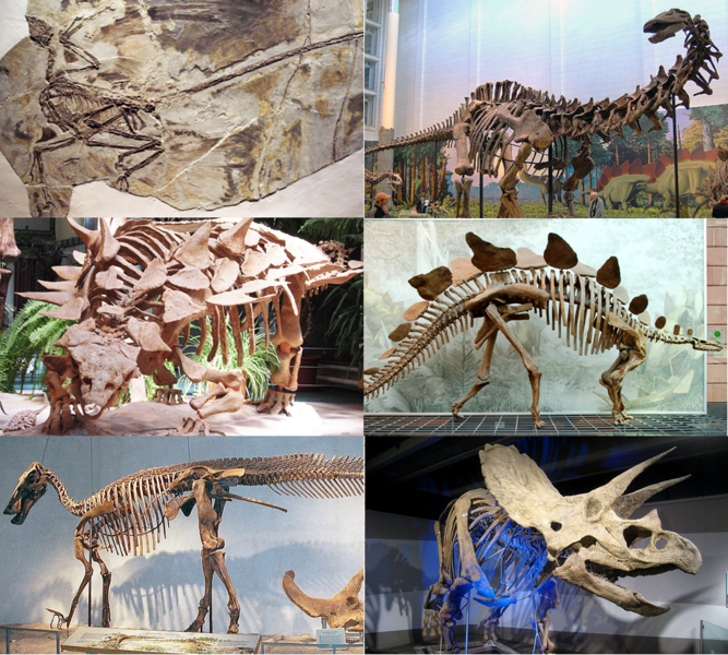 ملف:Various dinosaurs2.png