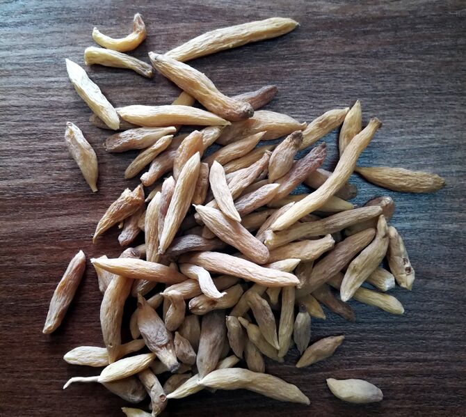 ملف:Aristolochia longa.jpg