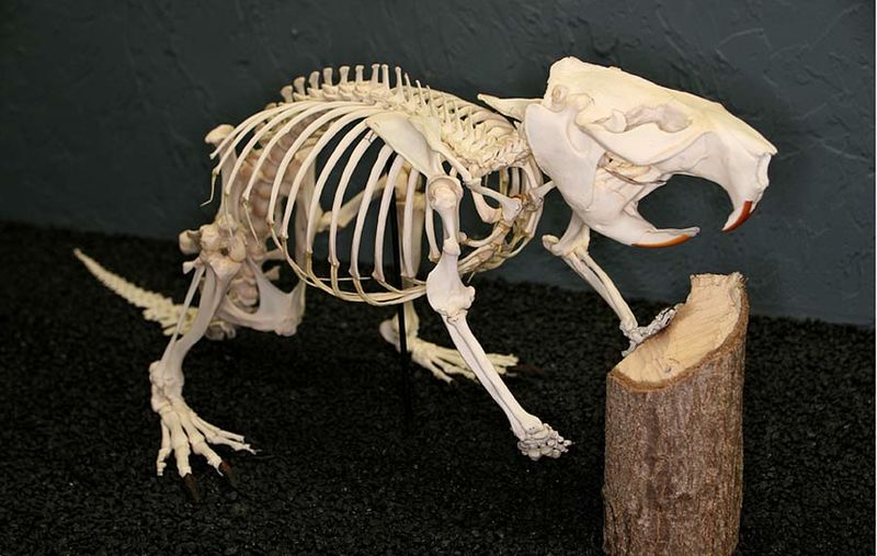 ملف:Beaver skeleton.jpg