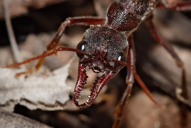 ملف:Bullant head detail.jpg