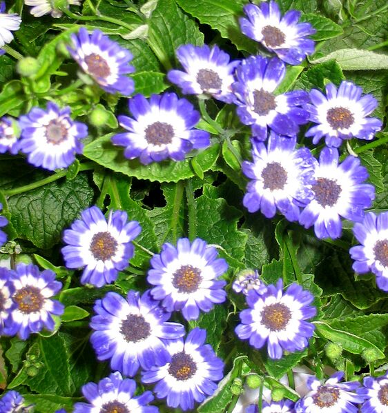 ملف:Cineraria.jpg