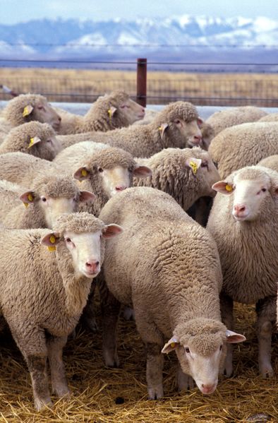 ملف:Flock of sheep.jpg