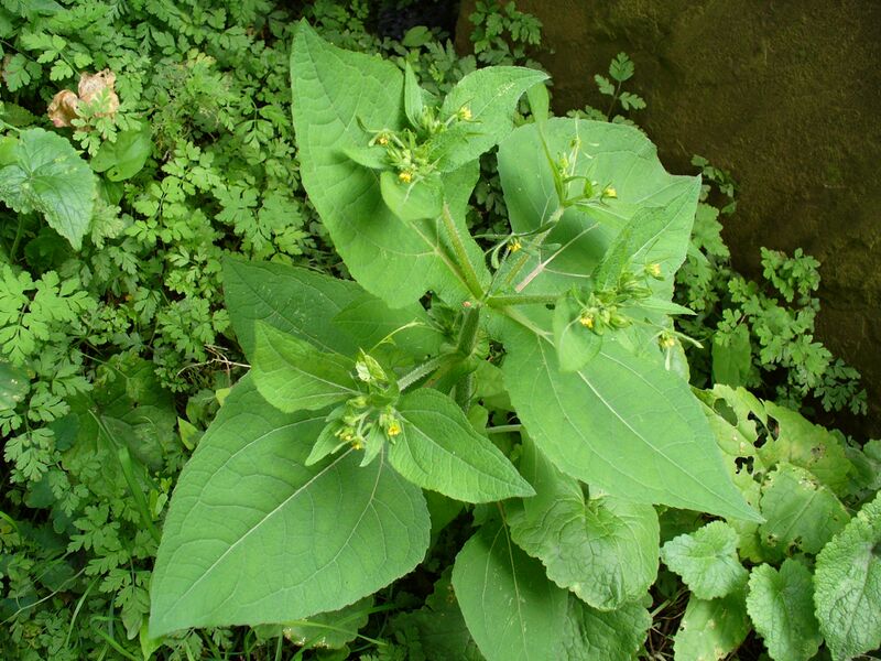 ملف:P1030232-Sigesbeckia serrata.JPG