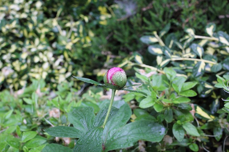 ملف:Peony bud.JPG