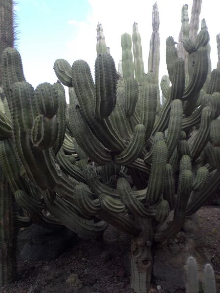 ملف:Polaskia chichipe kz1.JPG