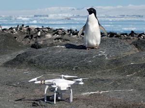 Adélie penguin pn Brash Island, Antarctica.jpg