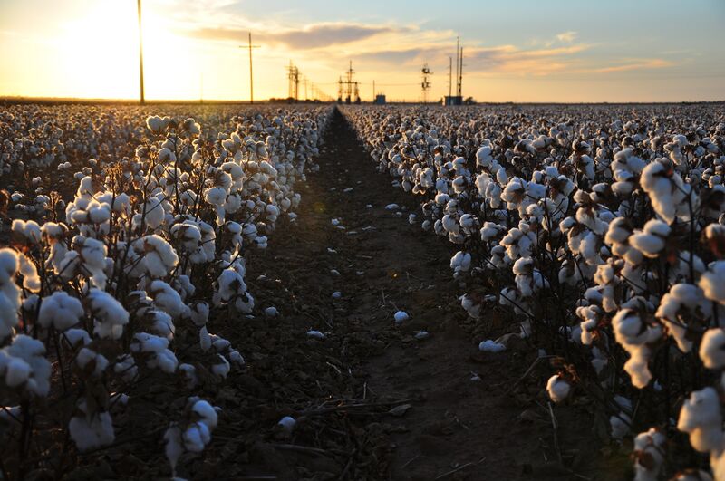 ملف:Cotton field kv20.jpg