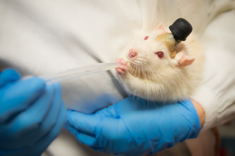 ملف:Laboratory rat.jpg