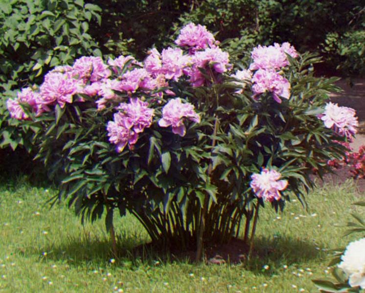 ملف:Peonies.jpeg