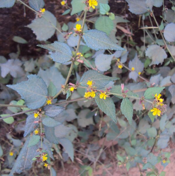 ملف:Triumfetta rhomboidea 09.JPG