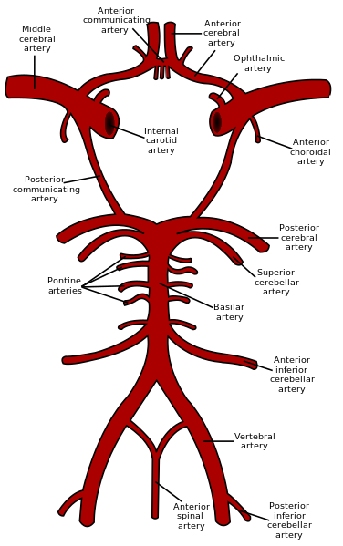 ملف:Circle of Willis en.svg