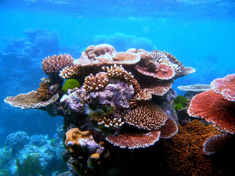 ملف:Coral Outcrop Flynn Reef.jpg