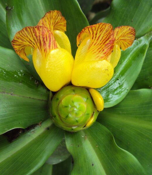 ملف:Costus pictus 01.jpg