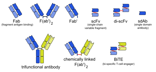 ملف:Engineered monoclonal antibodies.svg