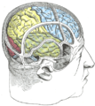 رسم يوضح العلاقة بين المخ والجمجمة.