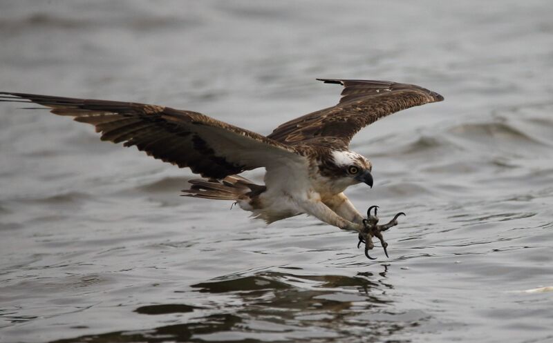 ملف:Greifender Fischadler.JPG