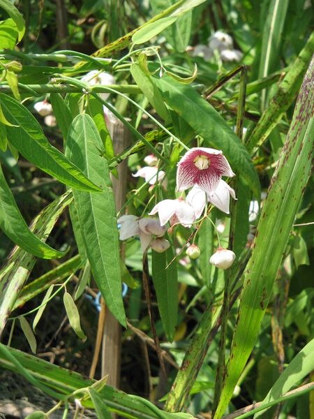 ملف:Oxystelma esculentumRHu2.JPG