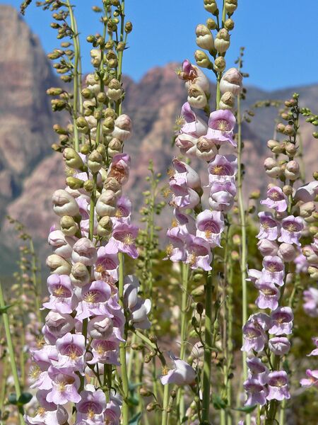 ملف:Penstemon palmeri 5.jpg