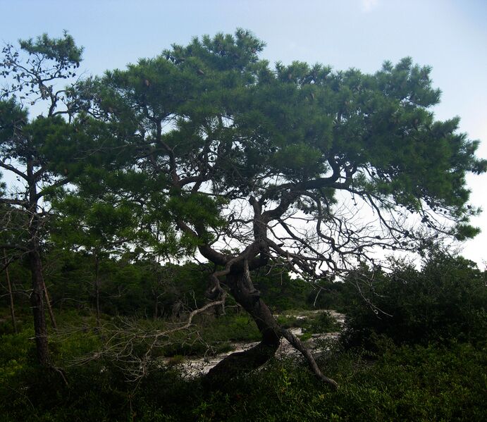 ملف:Pinus clausa.jpg