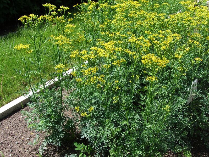 ملف:Ruta graveolens 1-OB9.JPG