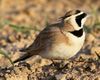 Temminck's Lark.jpg
